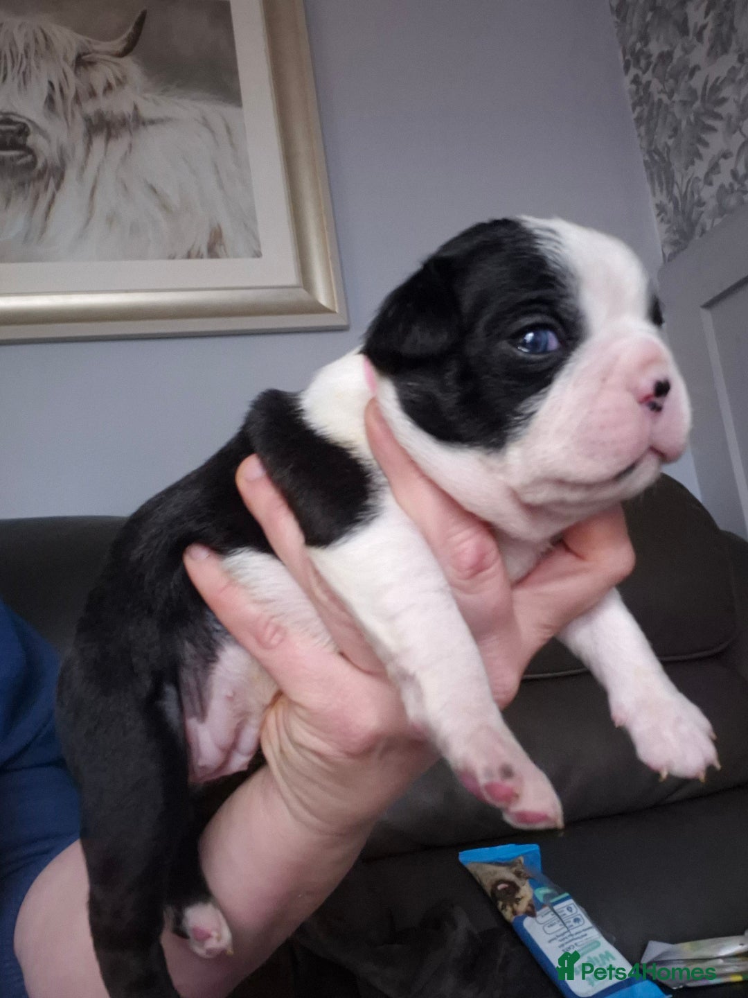 Boston Terrier dogs for sale: Gorgeous chunky Boston terrier pups - Advert 32