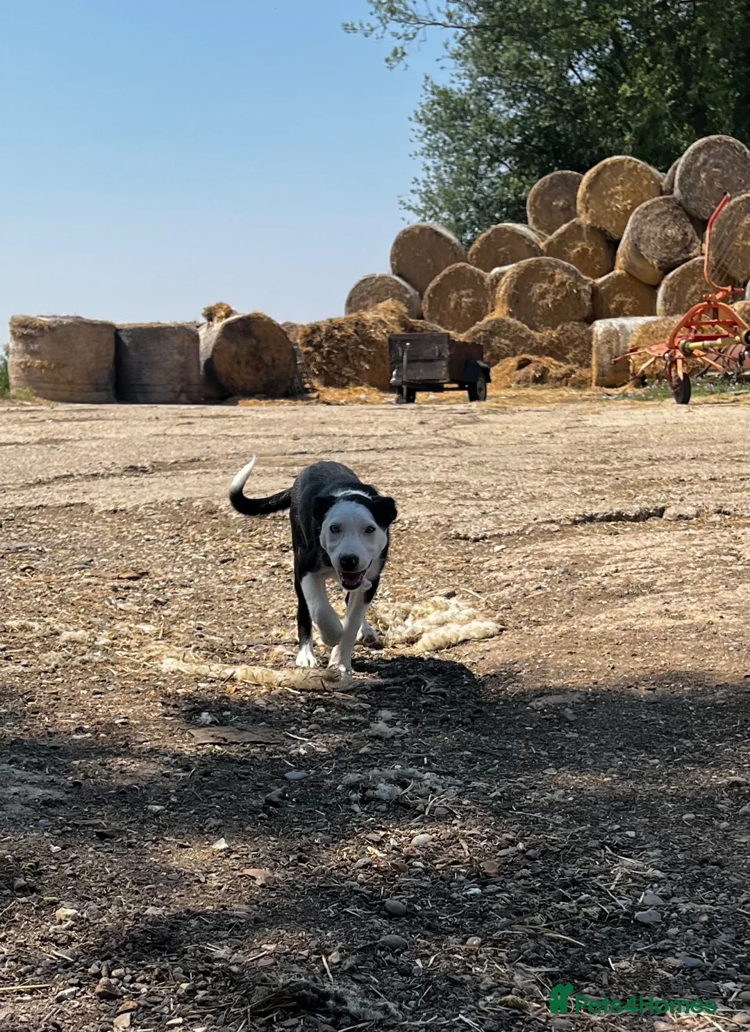 Border Collie dogs for sale: Border collie pup from working parents  - Advert 2