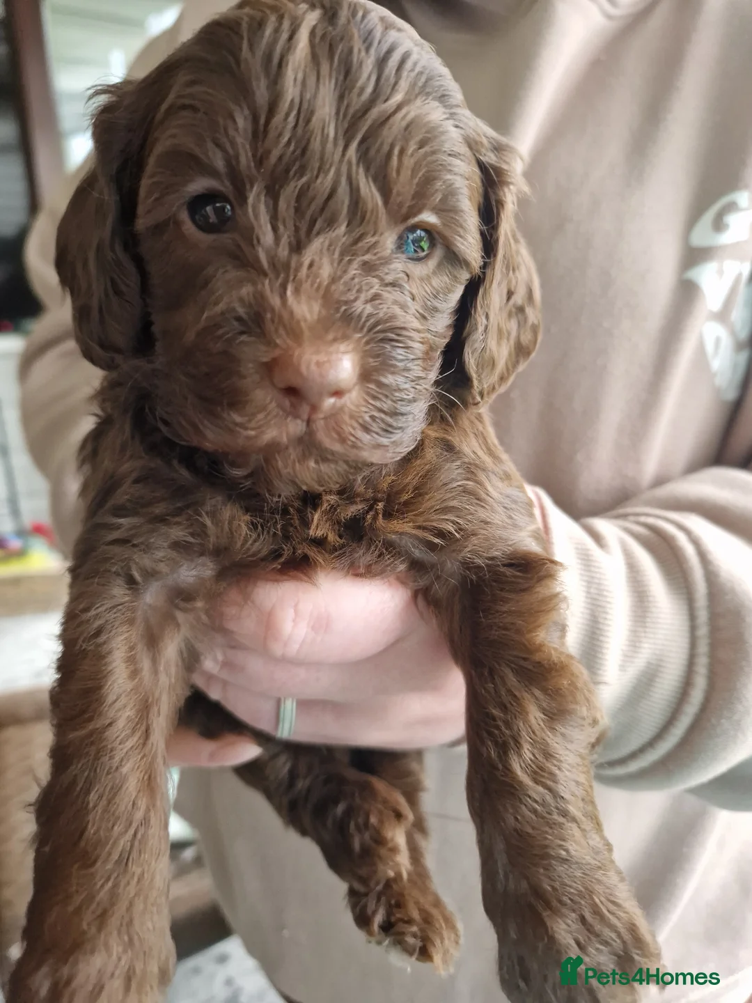 Cockapoo dogs for sale: Cockapoo X Toy Poodle - Advert 8