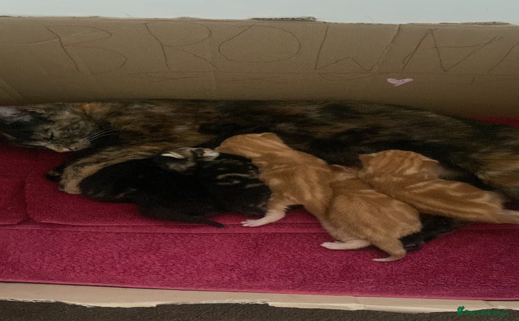 Mixed Breed cats - Advert 3
