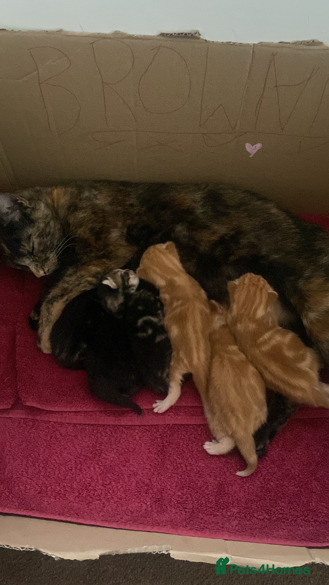 Mixed Breed cats for sale: Kittens - Image 1