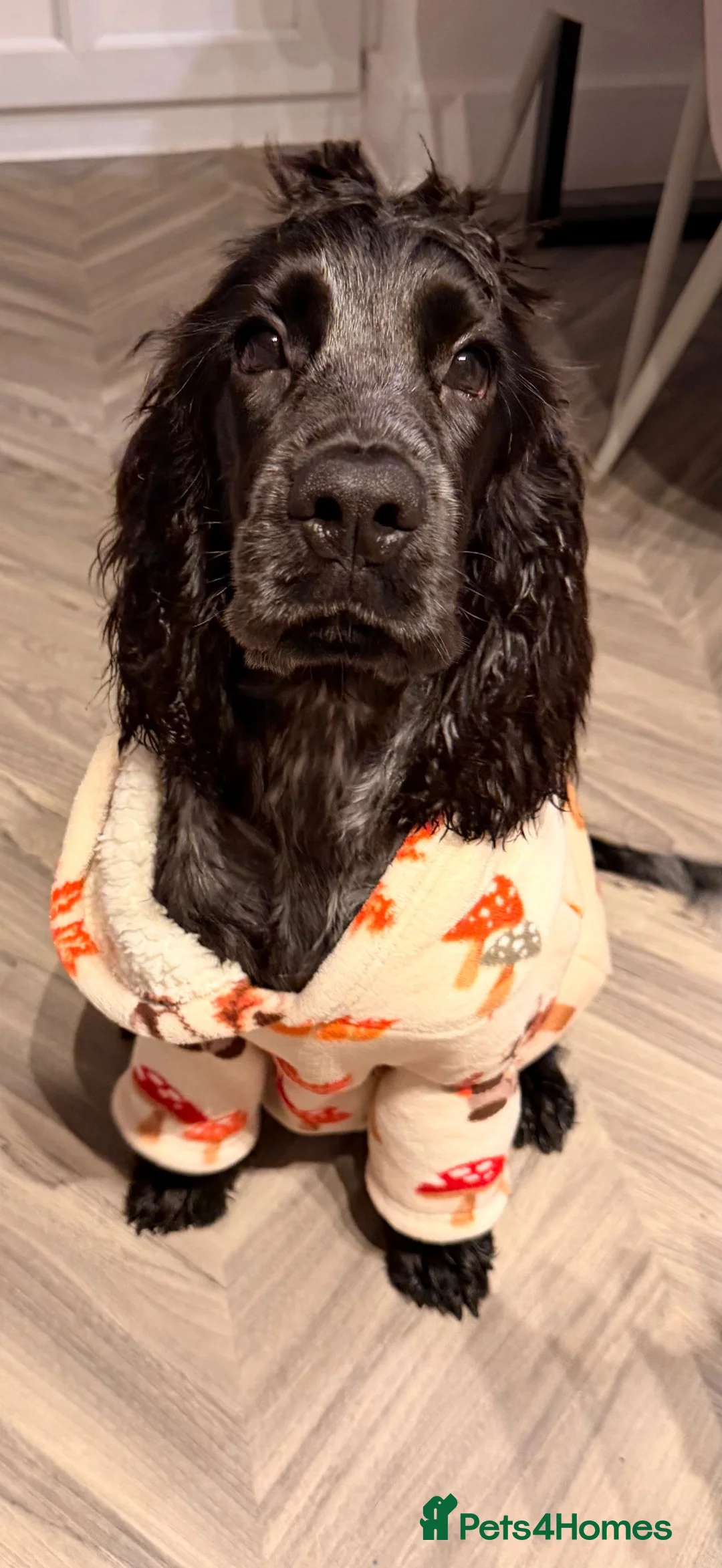 Cocker Spaniel dogs for sale: Brody  - Advert 1