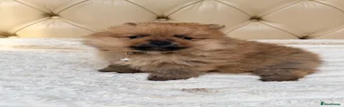 Pomeranian 1