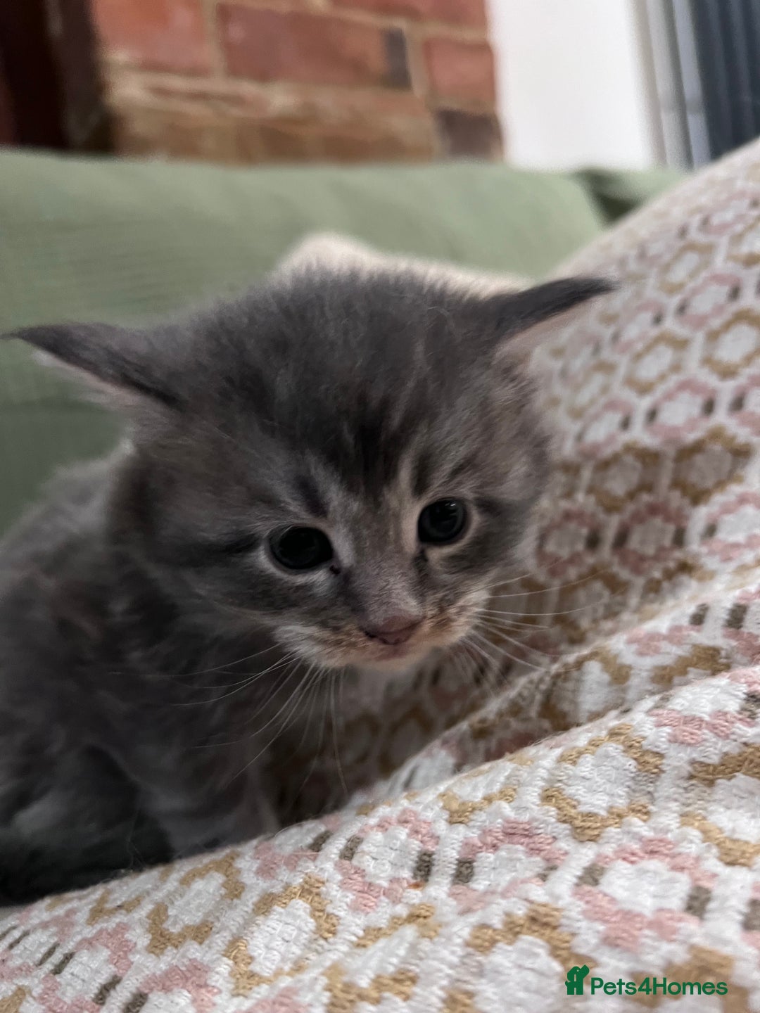 Maine Coon cats for sale: GCCF registered Maine coon kittens - Advert 3