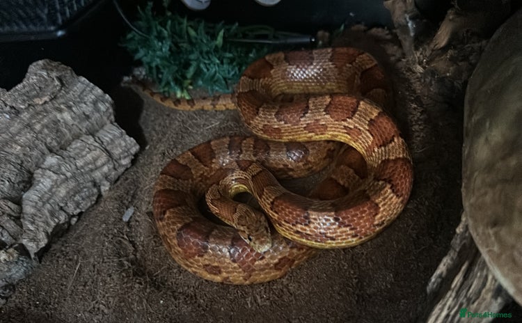 Corn Snake reptiles - Advert 4