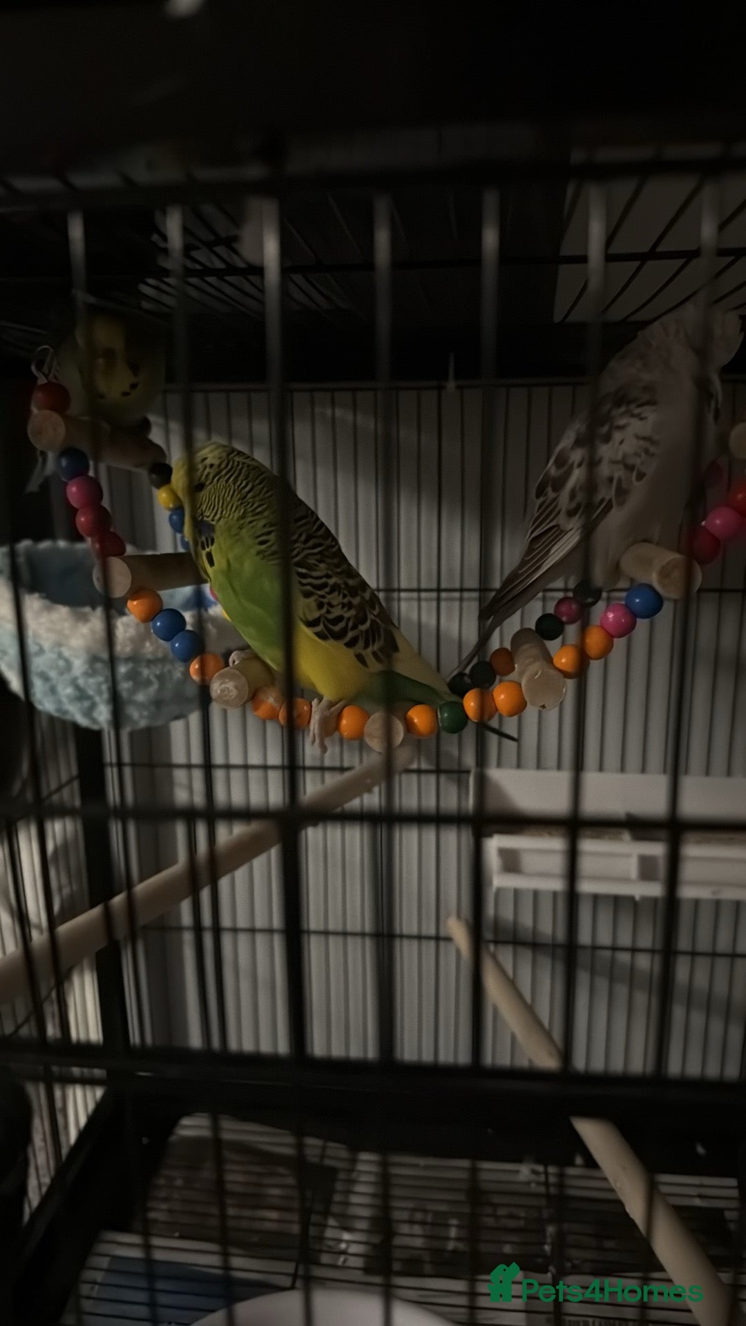 Budgerigars birds 3 budgies for sale  - Advert 1