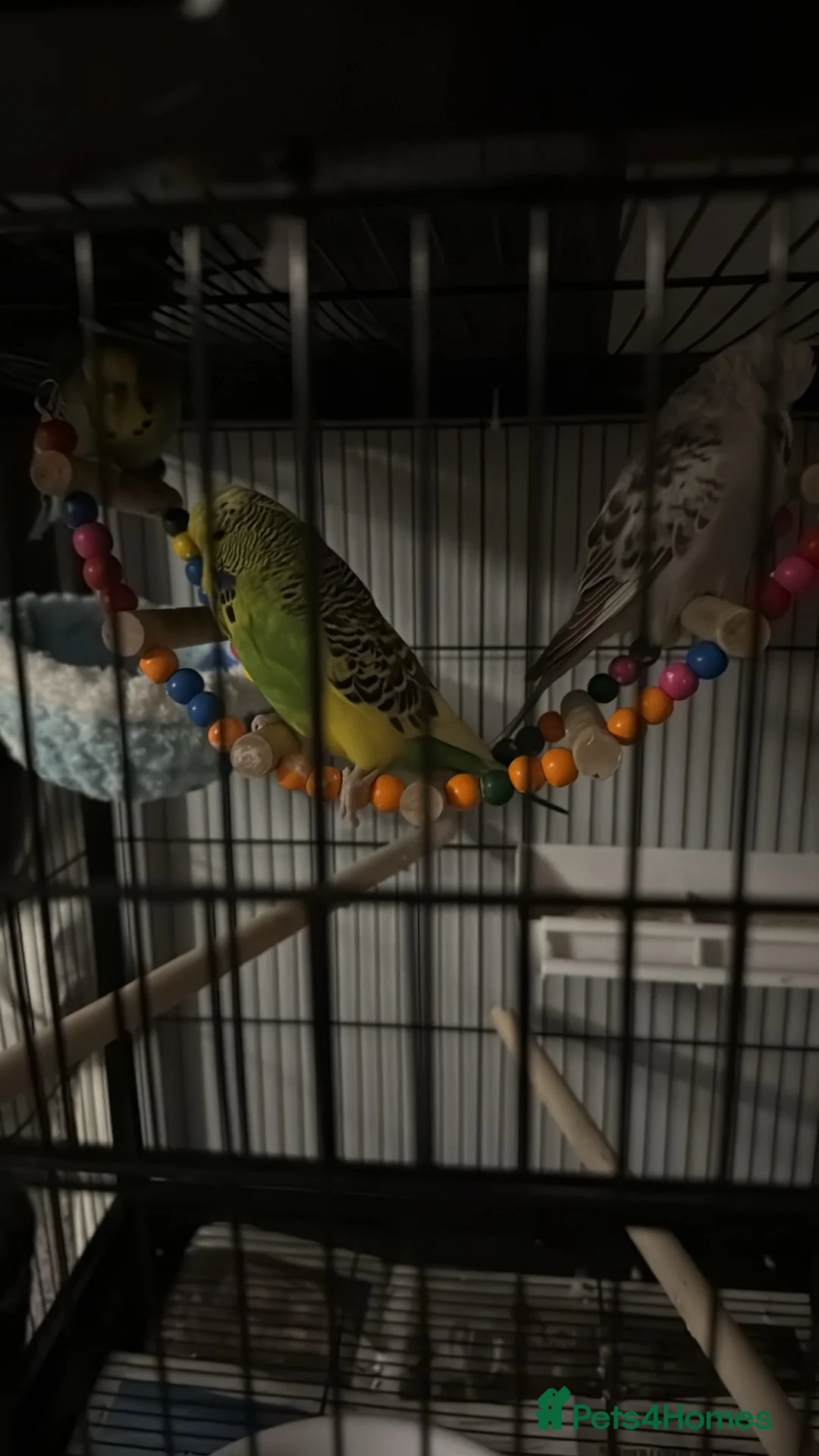 Budgerigars birds for sale: 3 budgies for sale  - Advert 1