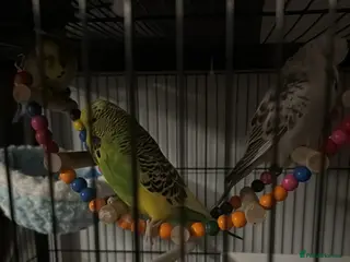 Budgerigars birds 3 budgies for sale - Advert 1