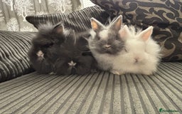 Lionhead rabbits for sale: 4 lionhead x Netherland dwarf mix breeds - Image 1