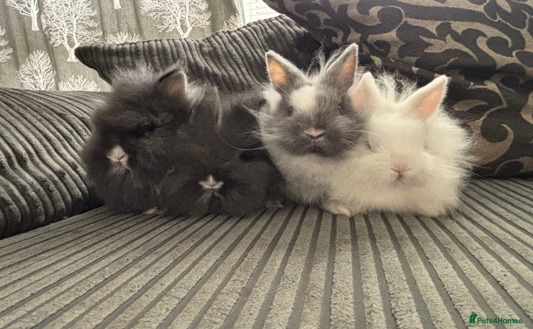 Lionhead rabbits - Advert 1