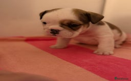 English Bulldog dogs for sale: Amazing British bulldogs  - Image 17
