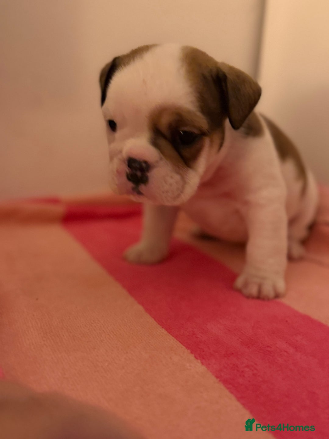 English Bulldog dogs for sale: Amazing British bulldogs  - Image 17