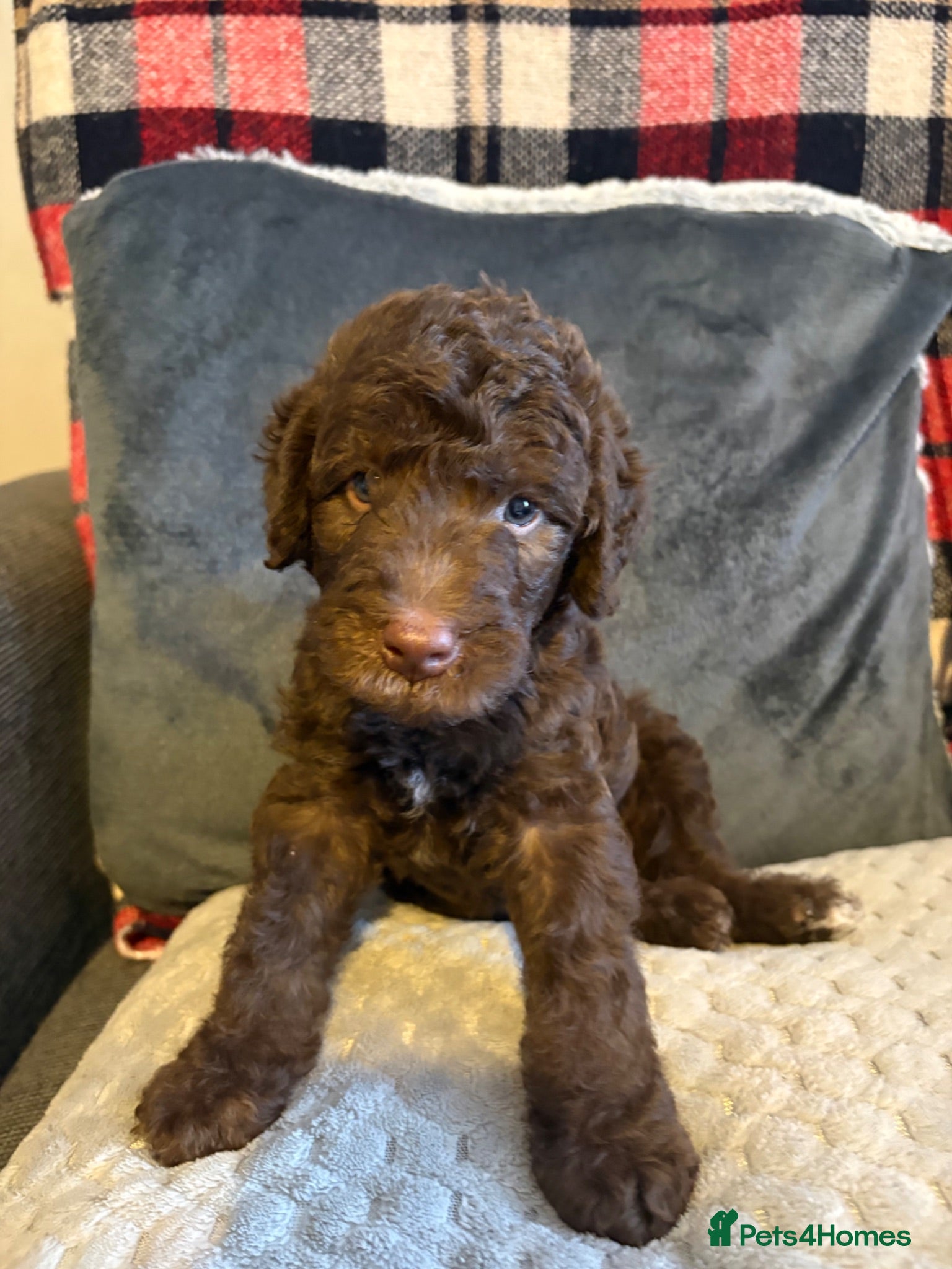 Bedlington Terrier dogs K.C Registered Bedlington Terriers **LAST BOY** - Advert 4
