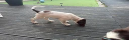 English Springer Spaniel dogs for sale: Last 3 5th Generation Liver and White ESS Puppies - Advert 18