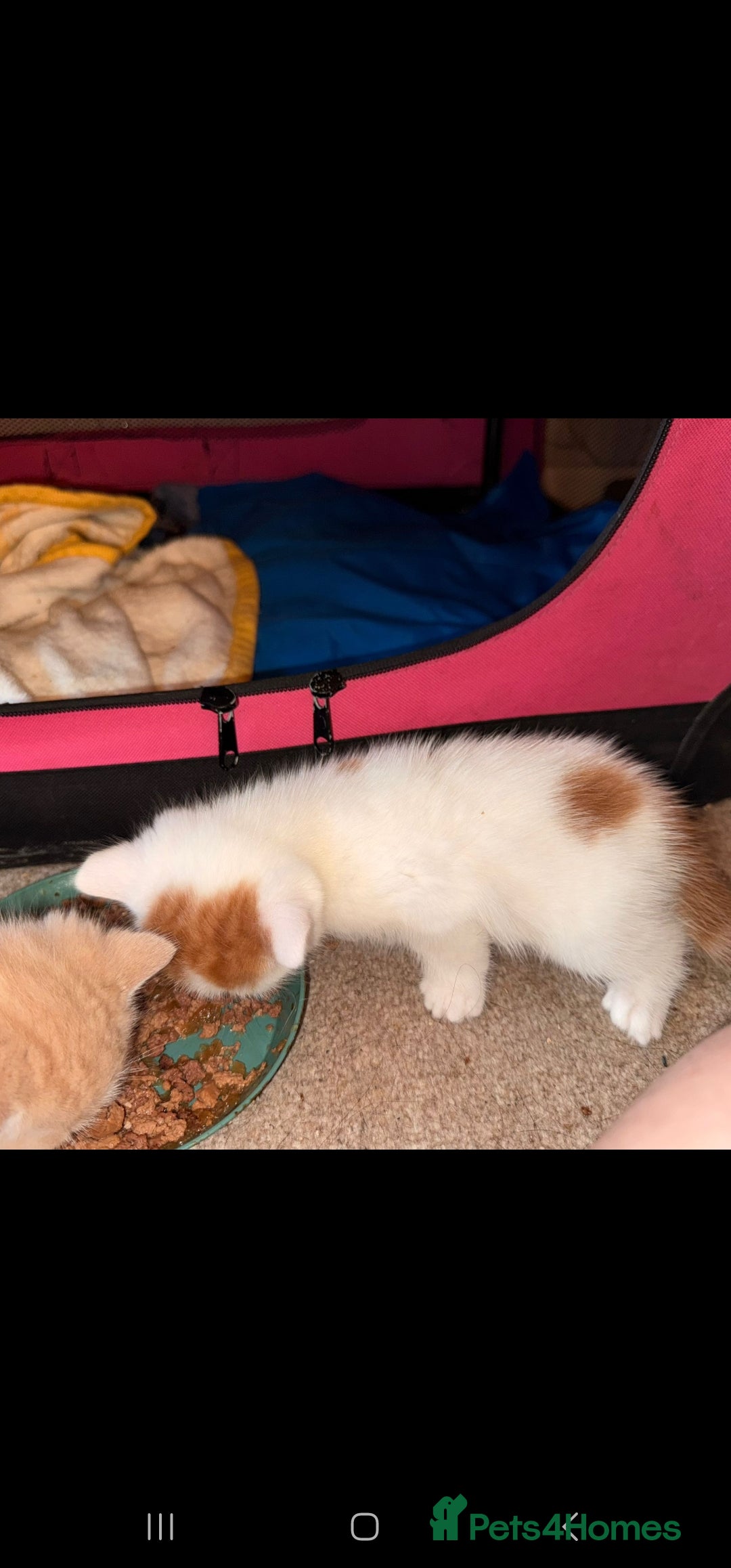 Mixed Breed cats for sale: Adorable kittens available  - Image 6
