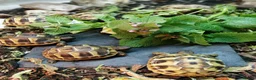 Hermann Tortoise reptiles for sale: Hermann Tortoises  - Advert 6