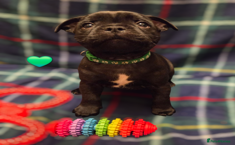 Staffordshire Bull Terrier dogs - Advert 1