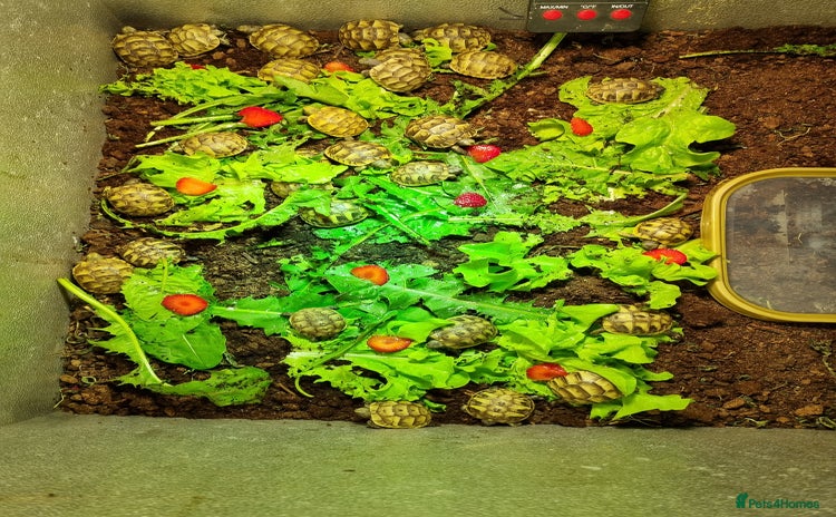 Tortoise reptiles - Advert 1
