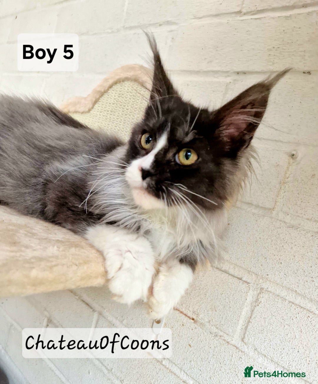 Maine Coon cats for sale: Stunning Black Smoke Registred Maine Coon Kittens - Advert 29