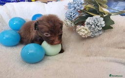 Mixed Breed dogs for sale: Miniature Dachshund x Pomeranian Puppies - Image 10