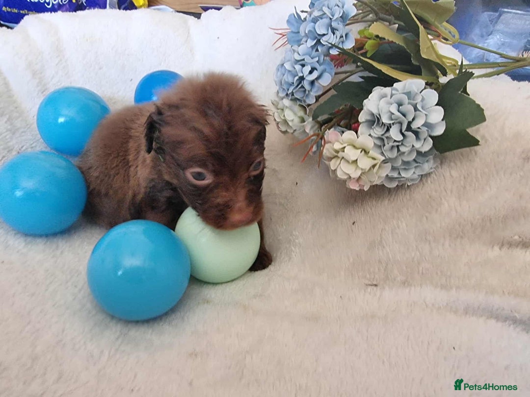 Mixed Breed dogs for sale: Miniature Dachshund x Pomeranian Puppies - Image 10
