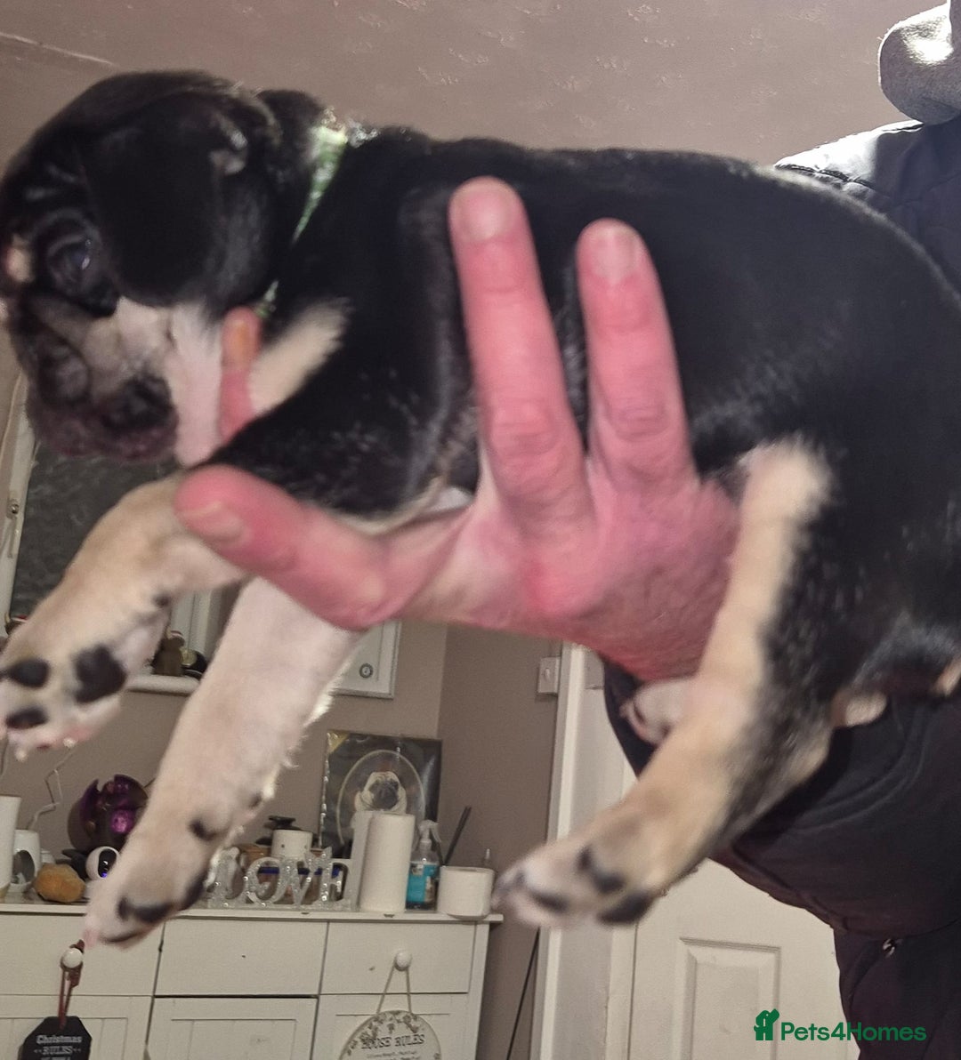 Pug dogs for sale: KC reg Pug puppies  - Advert 17