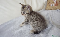 British Shorthair cats for sale: STUNNING British Shorthair Kittens Silver Tabbies - Image 26