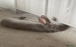 Rex rabbits for sale: Beautiful grey Rex Male rabbit with hutch - Image 1