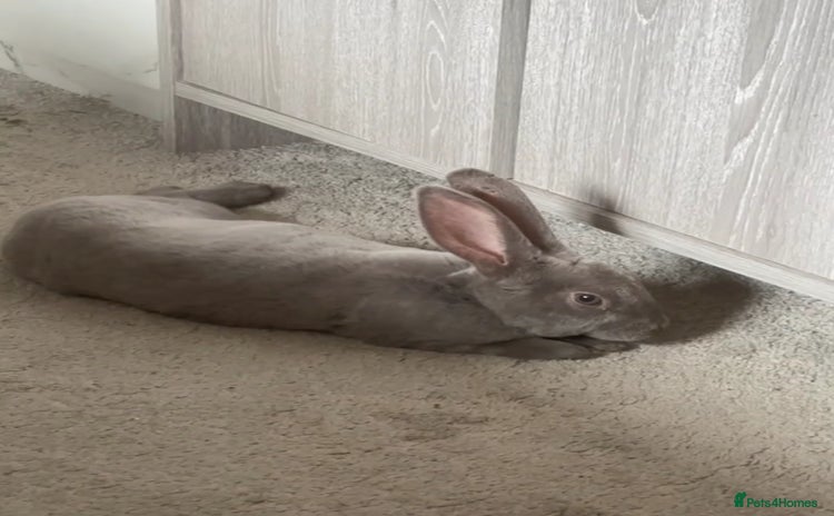 Rex rabbits - Advert 2