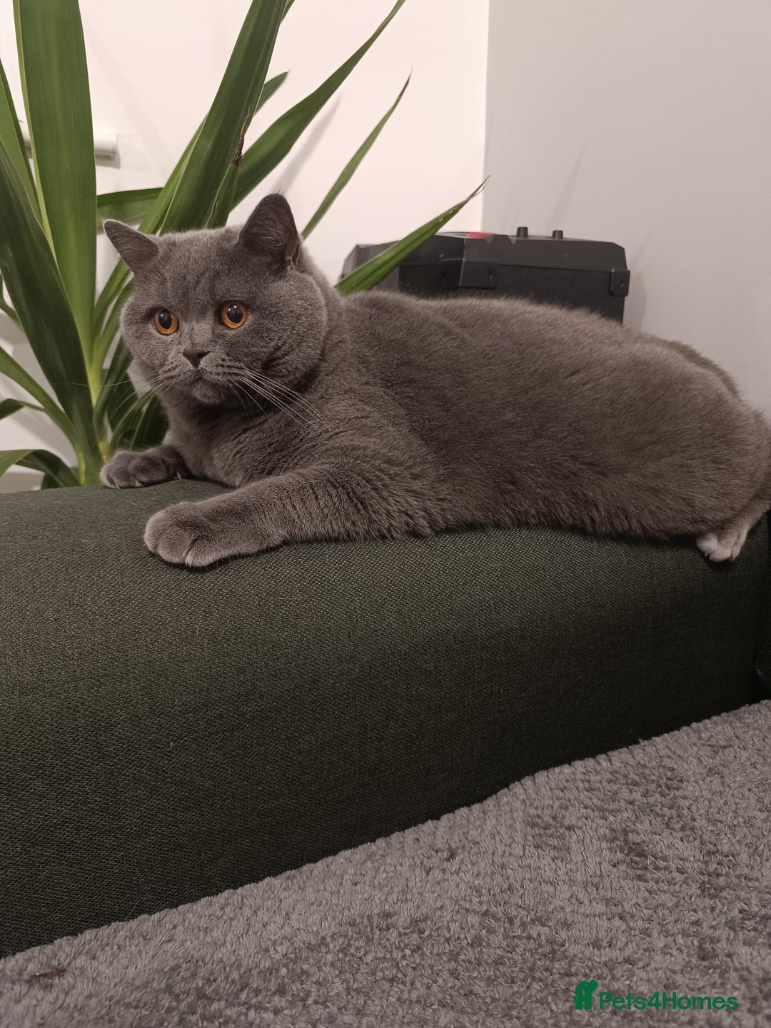 British Shorthair cats for sale: Looking rehomed my princess...  - Advert 3