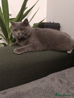 British Shorthair cats - Advert 4