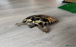 Tortoise reptiles for sale: Hermanns Tortoise - Image 2