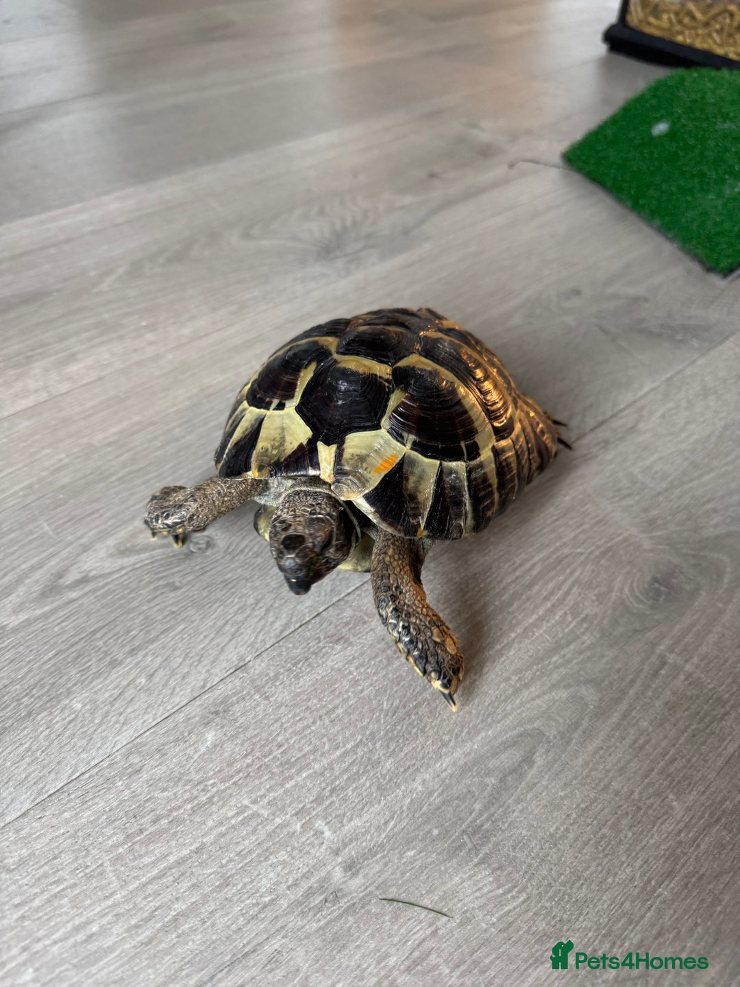 Tortoise reptiles for sale: Hermanns Tortoise - Image 2