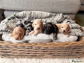 Cockapoo dogs Newborn F1 show miniature Cockapoo puppies - Advert 7