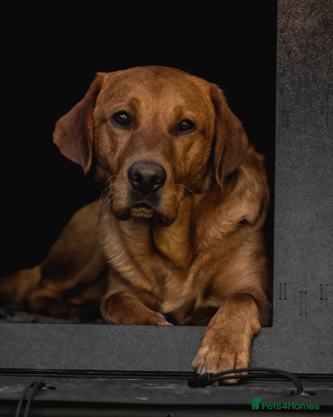 Labrador Retriever dogs for stud: Dark fox red KC working Labrador Stud in Inverness - Advert 7