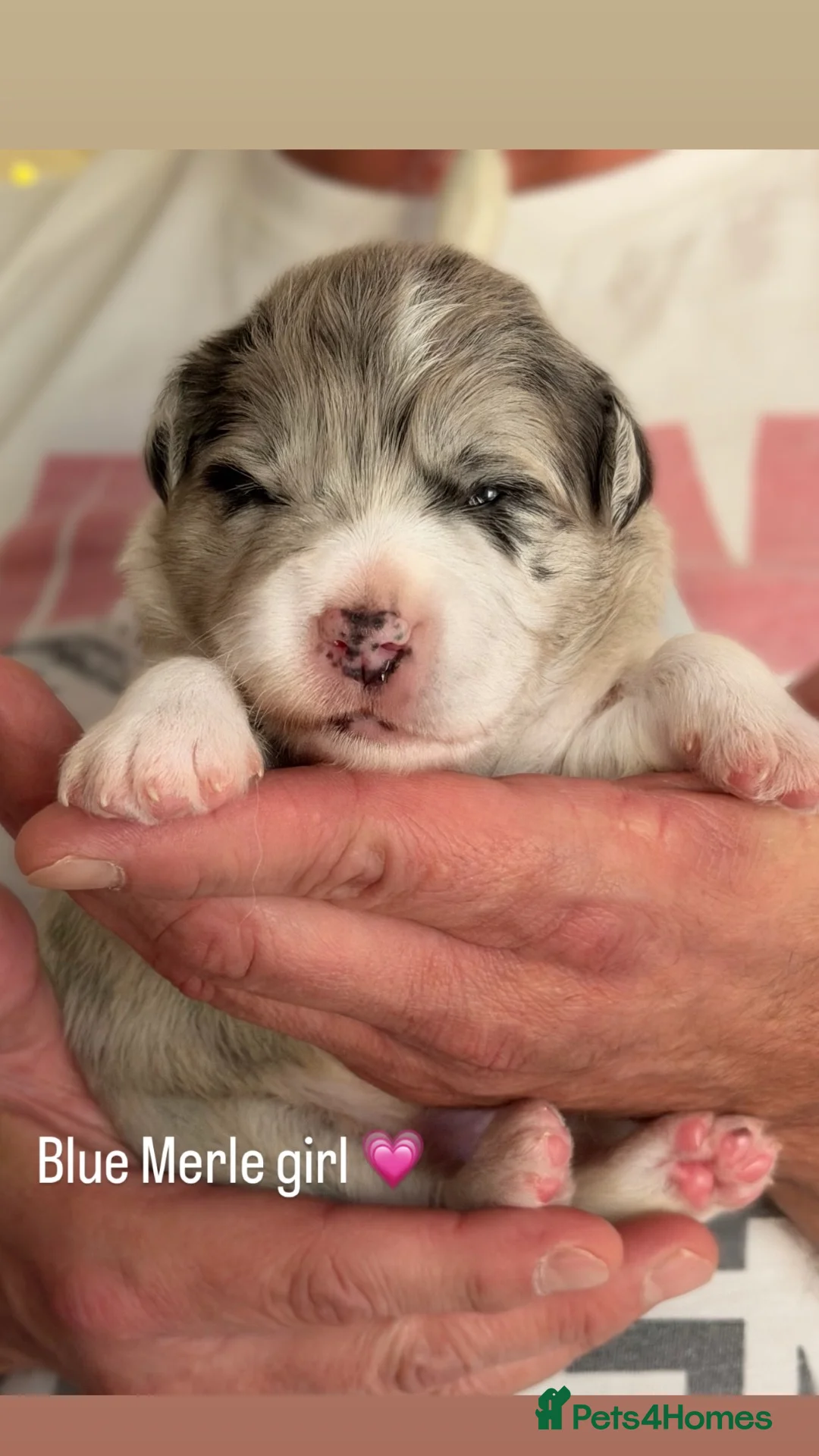 Border Collie dogs for sale: Beautiful Champion Line Puppies  - Advert 2
