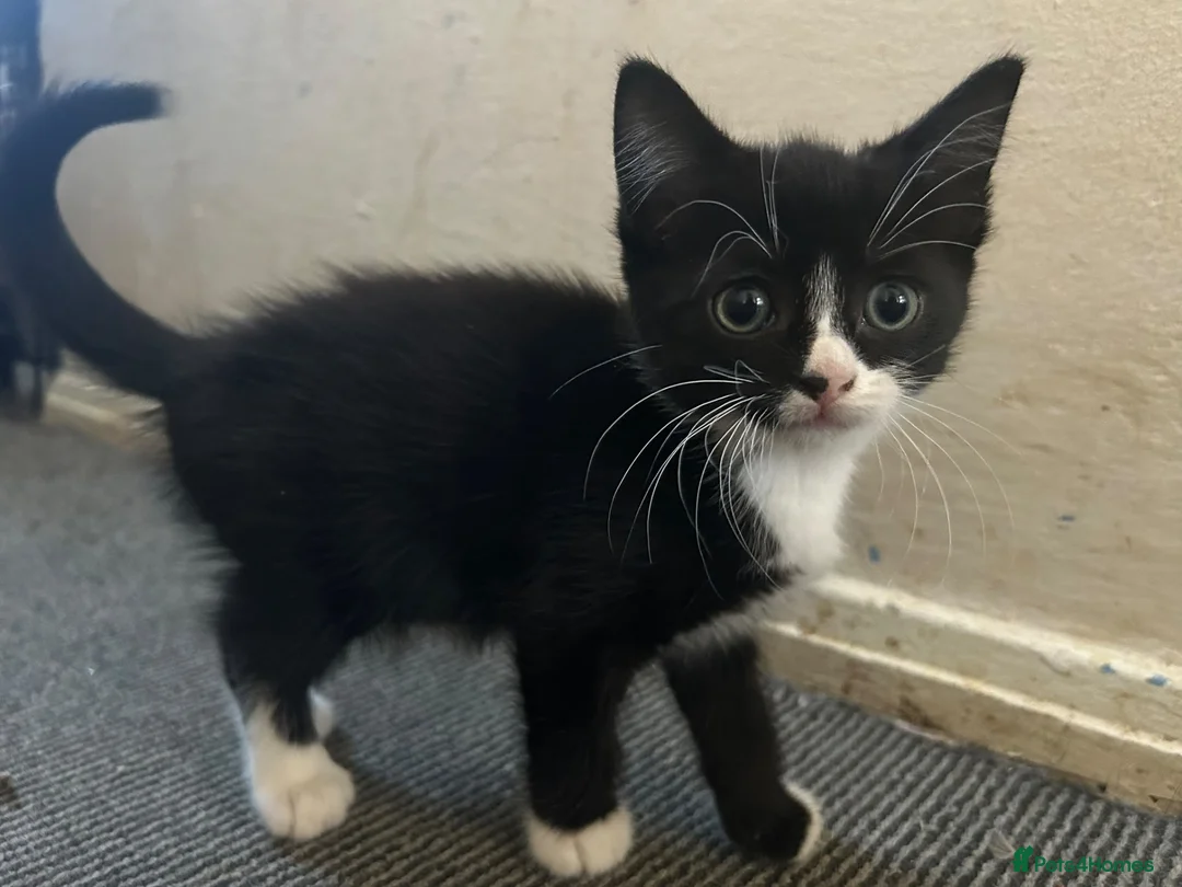 Mixed Breed cats for sale: Short haired black, black and white male kittens  - Advert 2