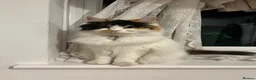 Persian cats for sale: Beautiful Calico Persian, female  in Northolt - Advert 5
