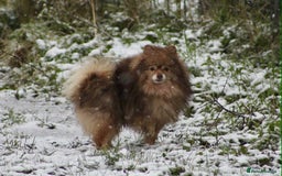 German Spitz dogs for stud: German spitz - Image 1