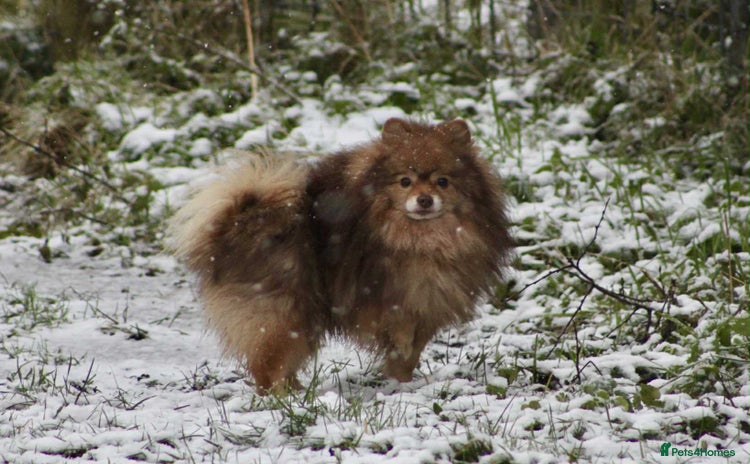 German Spitz dogs - Advert 1