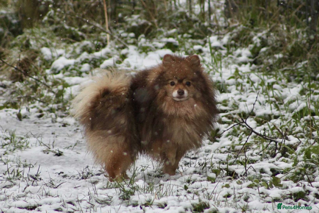 German Spitz dogs for stud: German spitz - Image 1