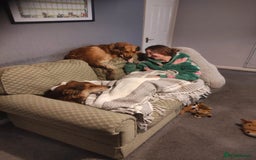 Mixed Breed dogs for adoption: COFFEE & ROBYN  – adopt a bonded pair  - Advert 5