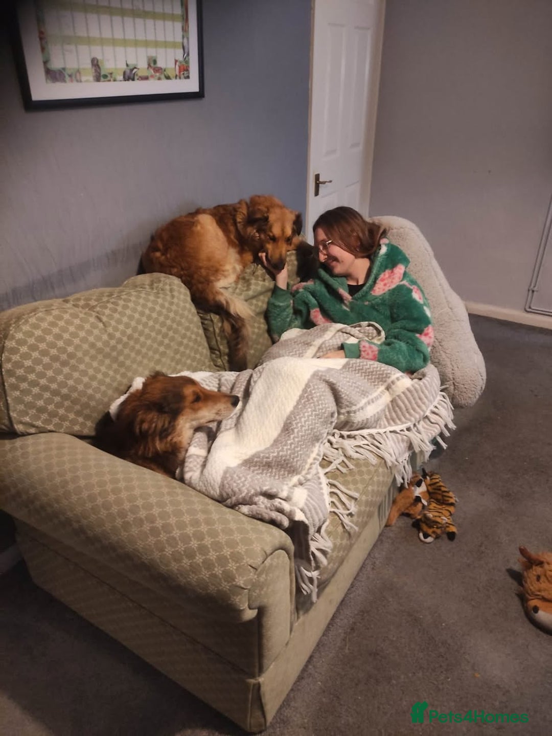 Mixed Breed dogs for adoption: COFFEE & ROBYN  – adopt a bonded pair  - Advert 5