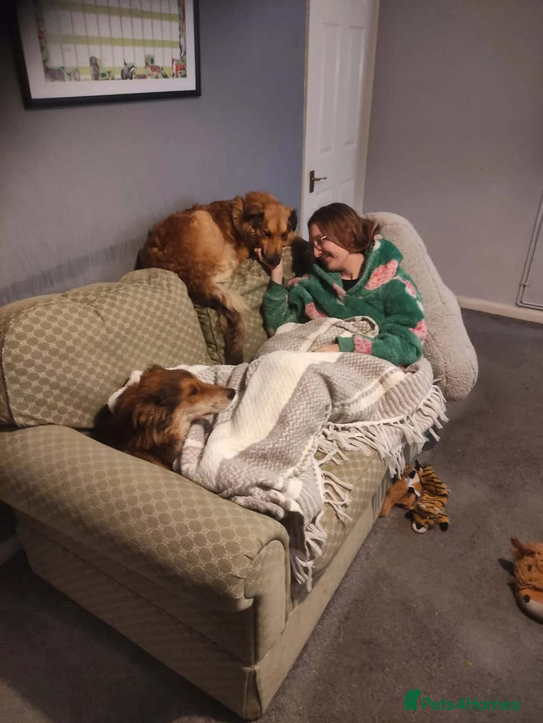 Mixed Breed dogs for adoption: COFFEE & ROBYN  – adopt a bonded pair  - Advert 5