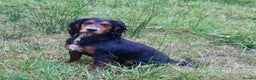Cocker Spaniel dogs for stud: Health Tested Black & Tan W/Cocker Spaniel Stud in Totnes - Advert 16