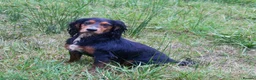 Cocker Spaniel dogs for stud: Health Tested Black & Tan W/Cocker Spaniel Stud in Totnes - Advert 16