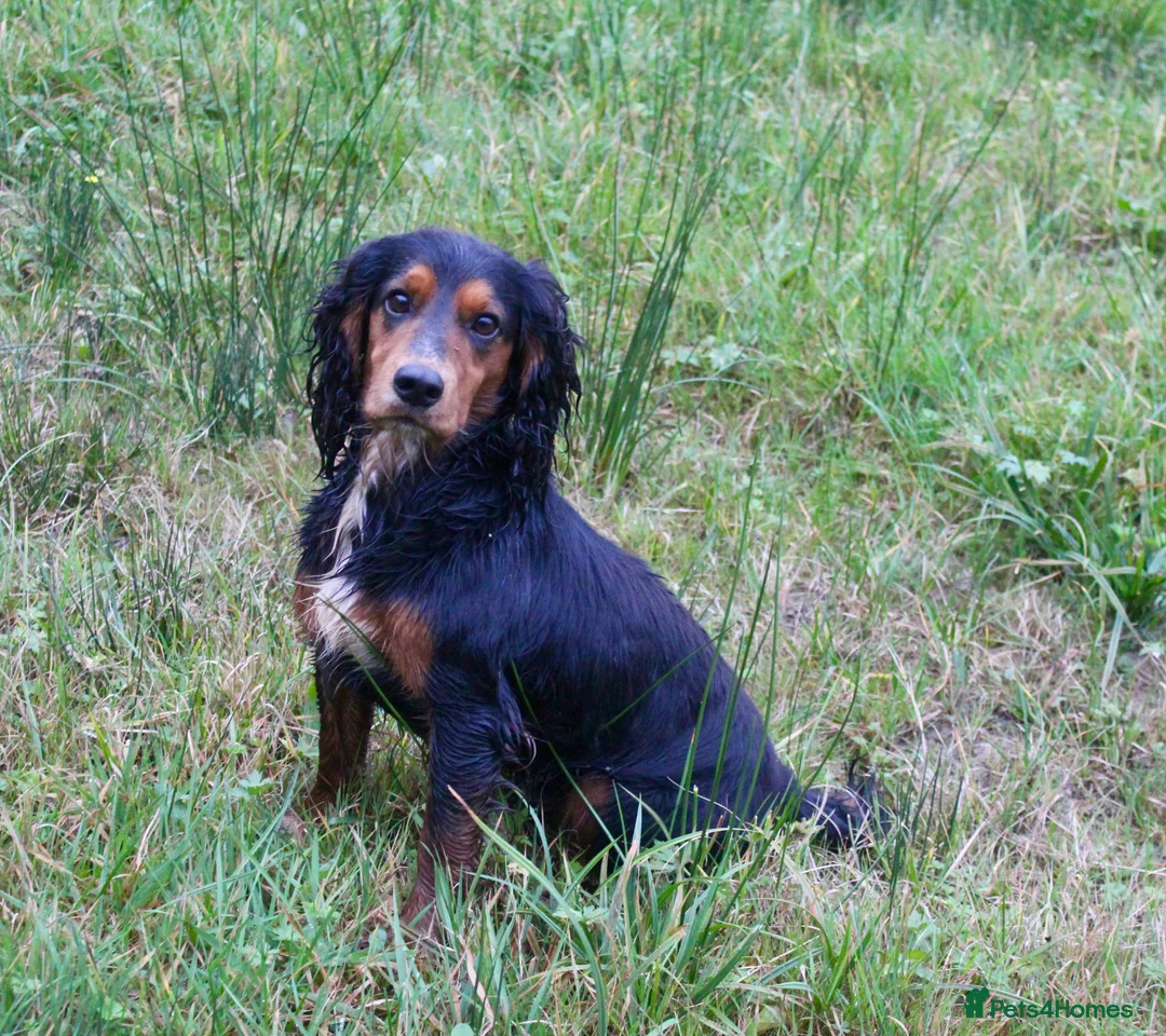 Cocker Spaniel dogs for stud: Health Tested Black & Tan W/Cocker Spaniel Stud in Totnes - Advert 16
