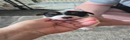 Jack Russell dogs for sale: 4 stunning male jack russell puppies  in Larkhall - Advert 4