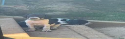 Pointer dogs for sale: Only 4 bitches remaining  - Advert 8