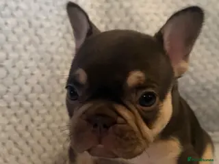 French Bulldog dogs New shade carriers French bulldog puppies - Advert 1